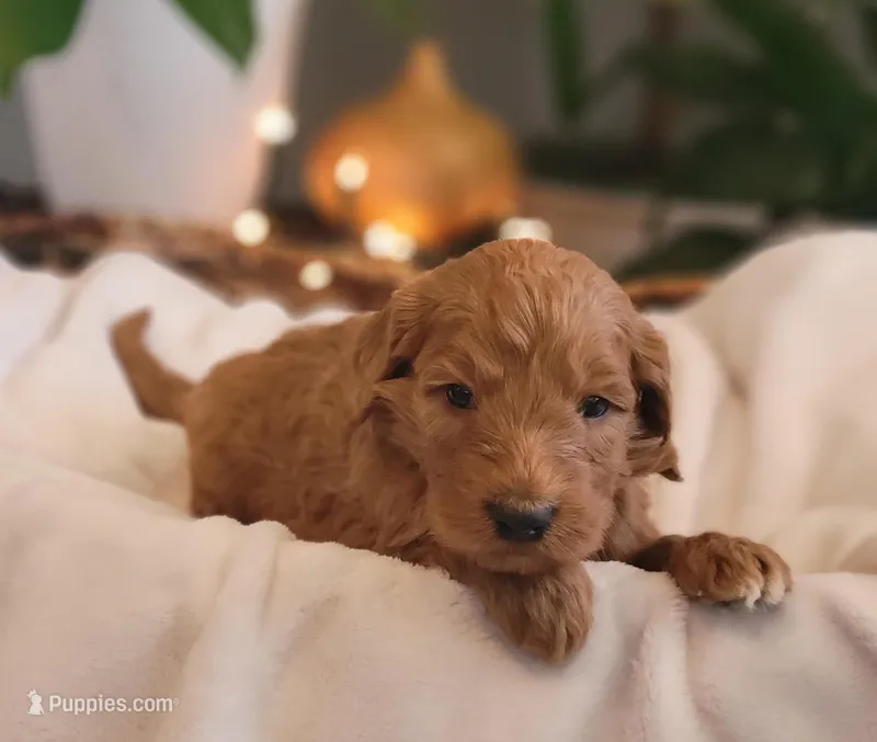 F1b Dante – Goldendoodle puppy for sale in Due West, SC