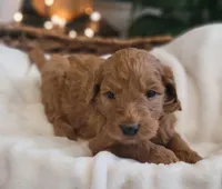 F1b Dante, a male Goldendoodle for sale in Due West, SC – Photo 3 of 3