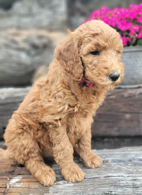 F1b Darla – Goldendoodle puppy for sale in Due West, SC