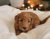 F1b Darla, a female Goldendoodle for sale in Due West, SC – Photo 3 of 3