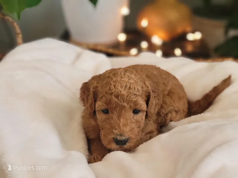 F1b Darla, a female Goldendoodle for sale in Due West, SC – Photo 1 of 3