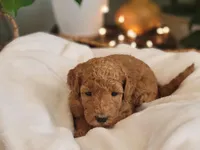 F1b Darla, a female Goldendoodle for sale in Due West, SC – Photo 1 of 3