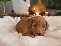 F1b Darla, a female Goldendoodle for sale in Due West, SC – Photo 2 of 3