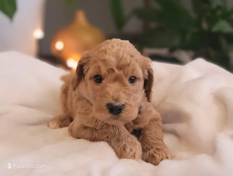 F1b Della, a female Goldendoodle for sale in Due West, SC – Photo 1 of 3