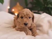 F1b Della, a female Goldendoodle for sale in Due West, SC – Photo 1 of 3