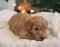 F1b Della, a female Goldendoodle for sale in Due West, SC – Photo 3 of 3