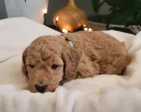 F1b Della, a female Goldendoodle for sale in Due West, SC – Photo 2 of 3