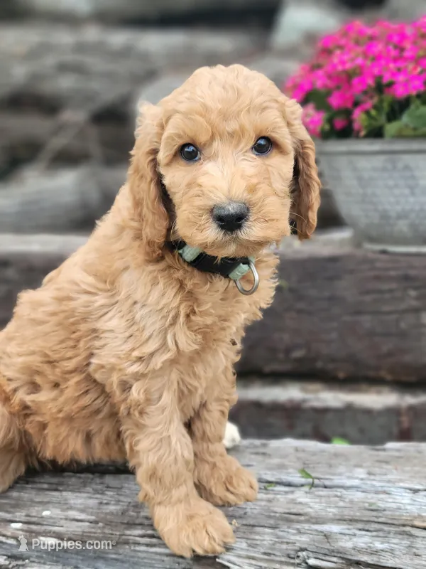F1b Della – Goldendoodle puppy for sale in Due West, SC