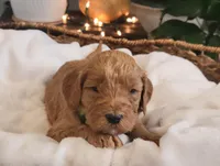 F1b Diesel, a male Goldendoodle for sale in Due West, SC – Photo 3 of 3