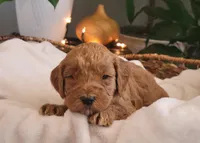 F1b Diesel, a male Goldendoodle for sale in Due West, SC – Photo 1 of 3