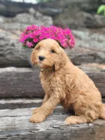 F1b Diesel, a male Goldendoodle for sale in Due West, SC – Photo 2 of 3