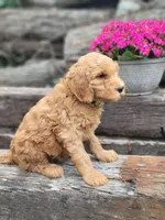 F1b Diesel, a male Goldendoodle for sale in Due West, SC – Photo 3 of 3