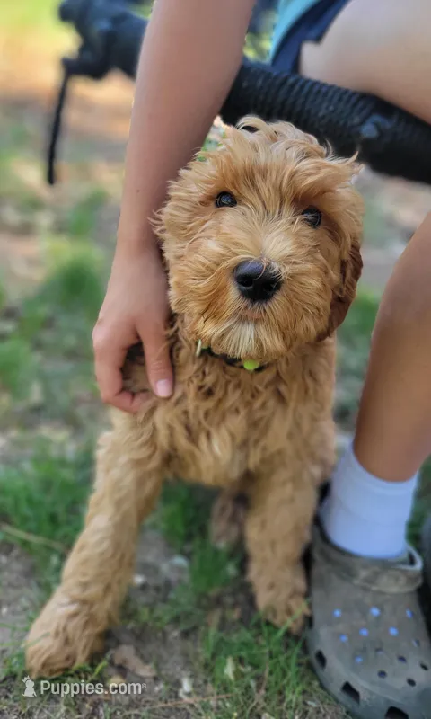 F1b Diesel – Goldendoodle puppy for sale in Due West, SC