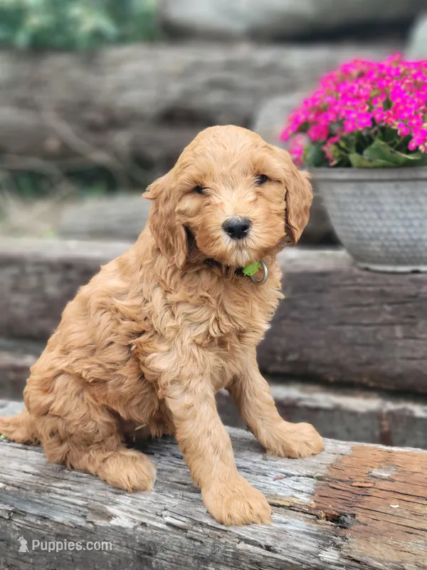 F1b Diesel – Goldendoodle puppy for sale in Due West, SC