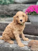 F1b Diesel, a male Goldendoodle for sale in Due West, SC – Photo 1 of 3