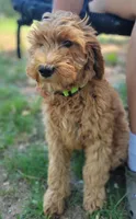 F1b Diesel, a male Goldendoodle for sale in Due West, SC – Photo 2 of 2
