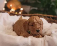 F1b Diesel, a male Goldendoodle for sale in Due West, SC – Photo 2 of 3