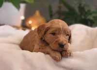 F1b Dexter, a male Goldendoodle for sale in Due West, SC – Photo 1 of 3