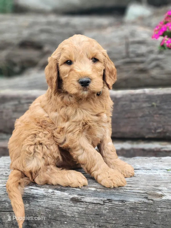 F1b Dexter – Goldendoodle puppy for sale in Due West, SC