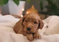 F1b Dexter, a male Goldendoodle for sale in Due West, SC – Photo 2 of 3