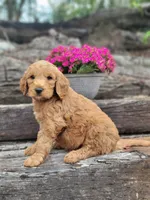 F1b Dexter, a male Goldendoodle for sale in Due West, SC – Photo 2 of 3