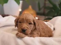 F1b Dexter, a male Goldendoodle for sale in Due West, SC – Photo 3 of 3