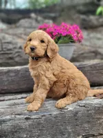 F1b Dexter, a male Goldendoodle for sale in Due West, SC – Photo 3 of 3