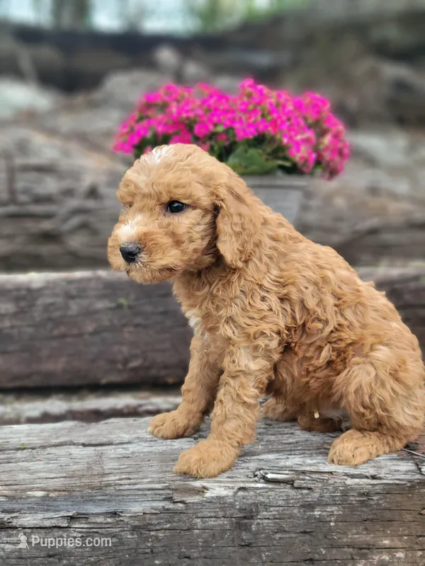 F1b Dash – Goldendoodle puppy for sale in Due West, SC