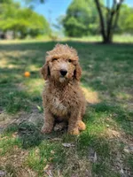 F1b Dash, a male Goldendoodle for sale in Due West, SC – Photo 2 of 4