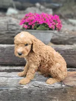 F1b Dash, a male Goldendoodle for sale in Due West, SC – Photo 3 of 3