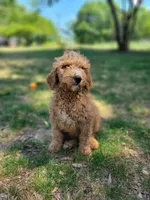 F1b Dash, a male Goldendoodle for sale in Due West, SC – Photo 1 of 4