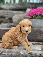 F1b Dash, a male Goldendoodle for sale in Due West, SC – Photo 2 of 3