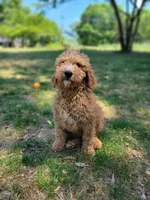 F1b Dash, a male Goldendoodle for sale in Due West, SC – Photo 3 of 4