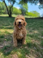 F1b Dash, a male Goldendoodle for sale in Due West, SC – Photo 4 of 4
