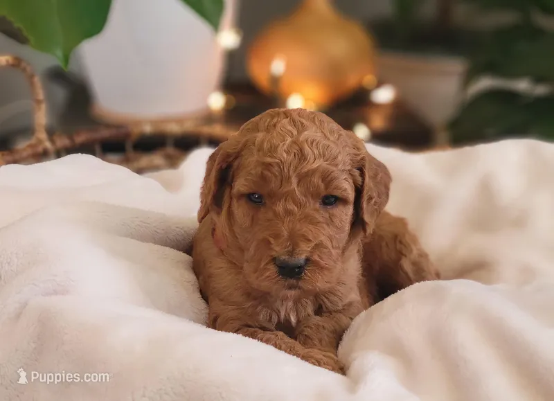 F1b Dixie, a female Goldendoodle for sale in Due West, SC – Photo 1 of 3