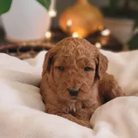 F1b Dixie, a female Goldendoodle for sale in Due West, SC – Photo 2 of 3