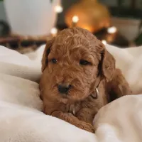 F1b Dixie, a female Goldendoodle for sale in Due West, SC – Photo 3 of 3