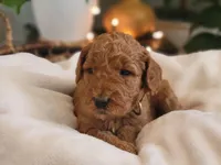 F1b Dixie, a female Goldendoodle for sale in Due West, SC – Photo 3 of 3