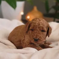 F1b Dixie, a female Goldendoodle for sale in Due West, SC – Photo 1 of 3