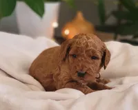 F1b Dixie, a female Goldendoodle for sale in Due West, SC – Photo 2 of 3