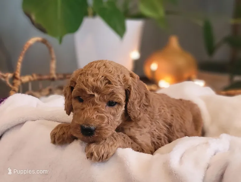 F1b Dolly, a female Goldendoodle for sale in Due West, SC – Photo 1 of 3