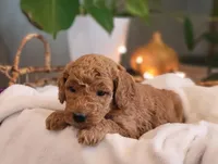 F1b Dolly, a female Goldendoodle for sale in Due West, SC – Photo 1 of 3