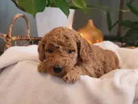 F1b Dolly, a female Goldendoodle for sale in Due West, SC – Photo 2 of 3