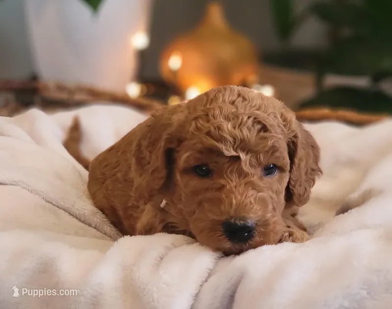 F1b Dolly – Goldendoodle puppy for sale in Due West, SC