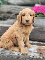 F1b Derby, a male Goldendoodle for sale in Due West, SC – Photo 1 of 3