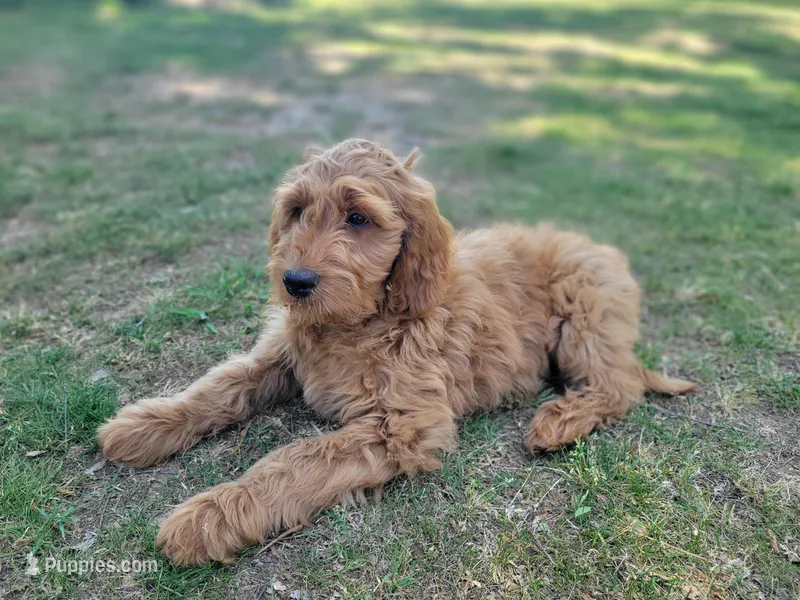 F1b Derby – Goldendoodle puppy for sale in Due West, SC