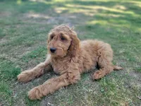 F1b Derby, a male Goldendoodle for sale in Due West, SC – Photo 1 of 3
