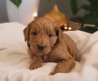 F1b Derby, a male Goldendoodle for sale in Due West, SC – Photo 2 of 3