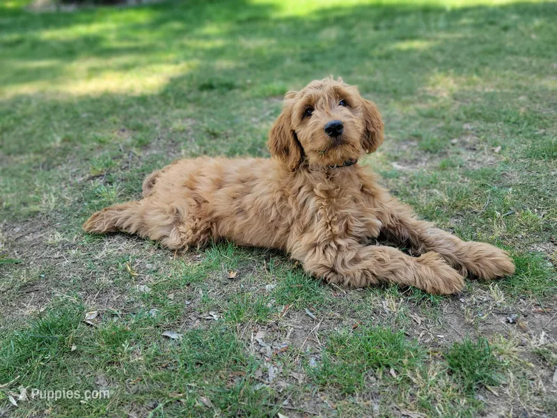 F1b Derby – Goldendoodle puppy for sale in Due West, SC