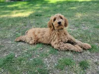 F1b Derby, a male Goldendoodle for sale in Due West, SC – Photo 2 of 3